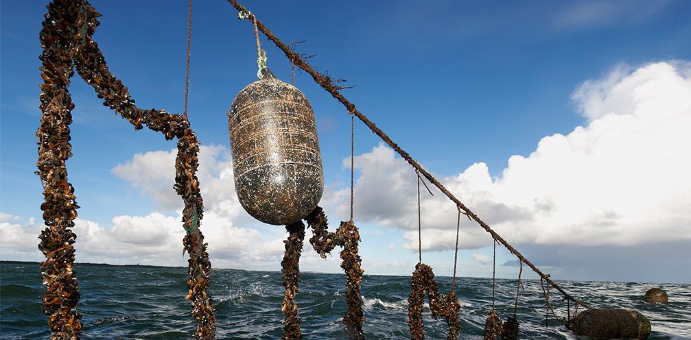 shellfish on a line in the ocean