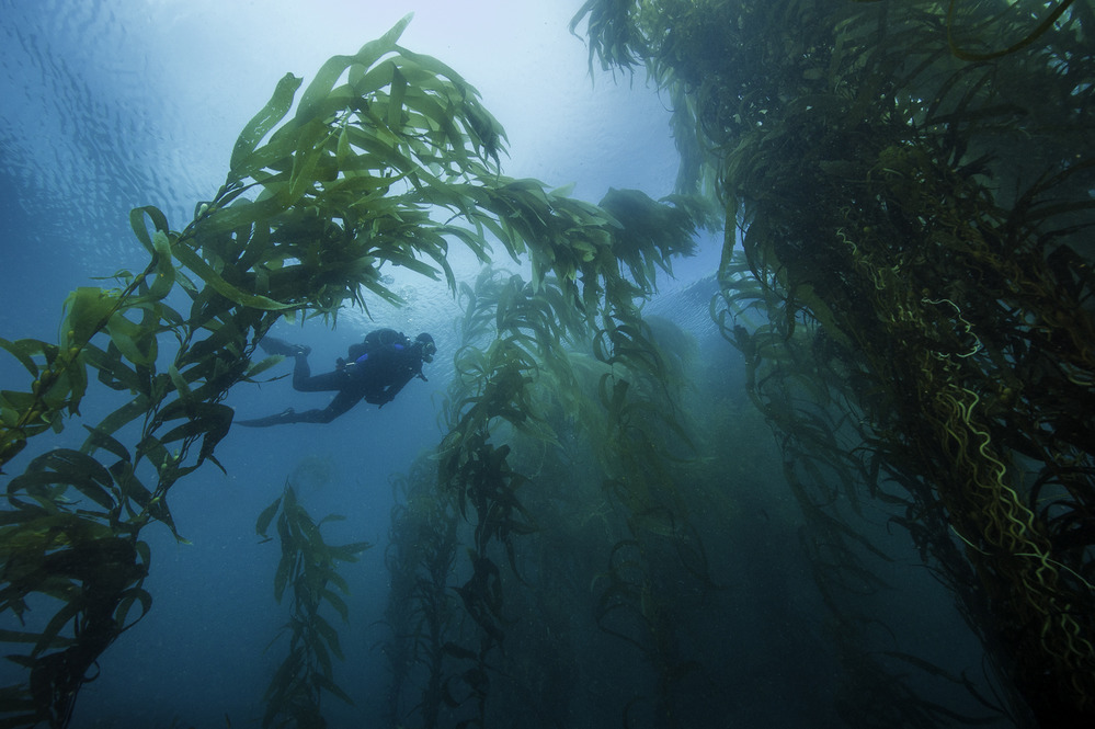 Channel Islands Kelp Forrest