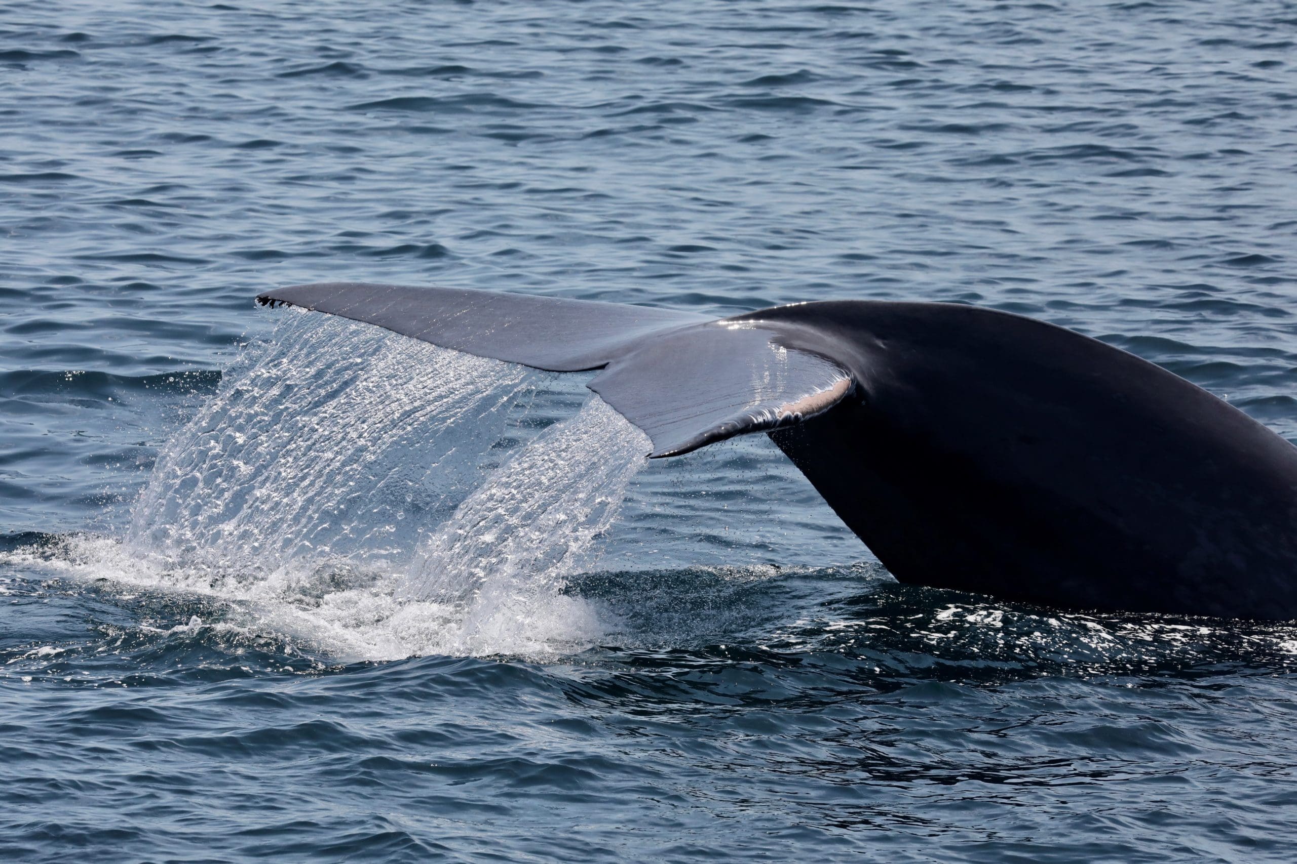 Summer Whale Watching with Island Packers - Ventura Port District