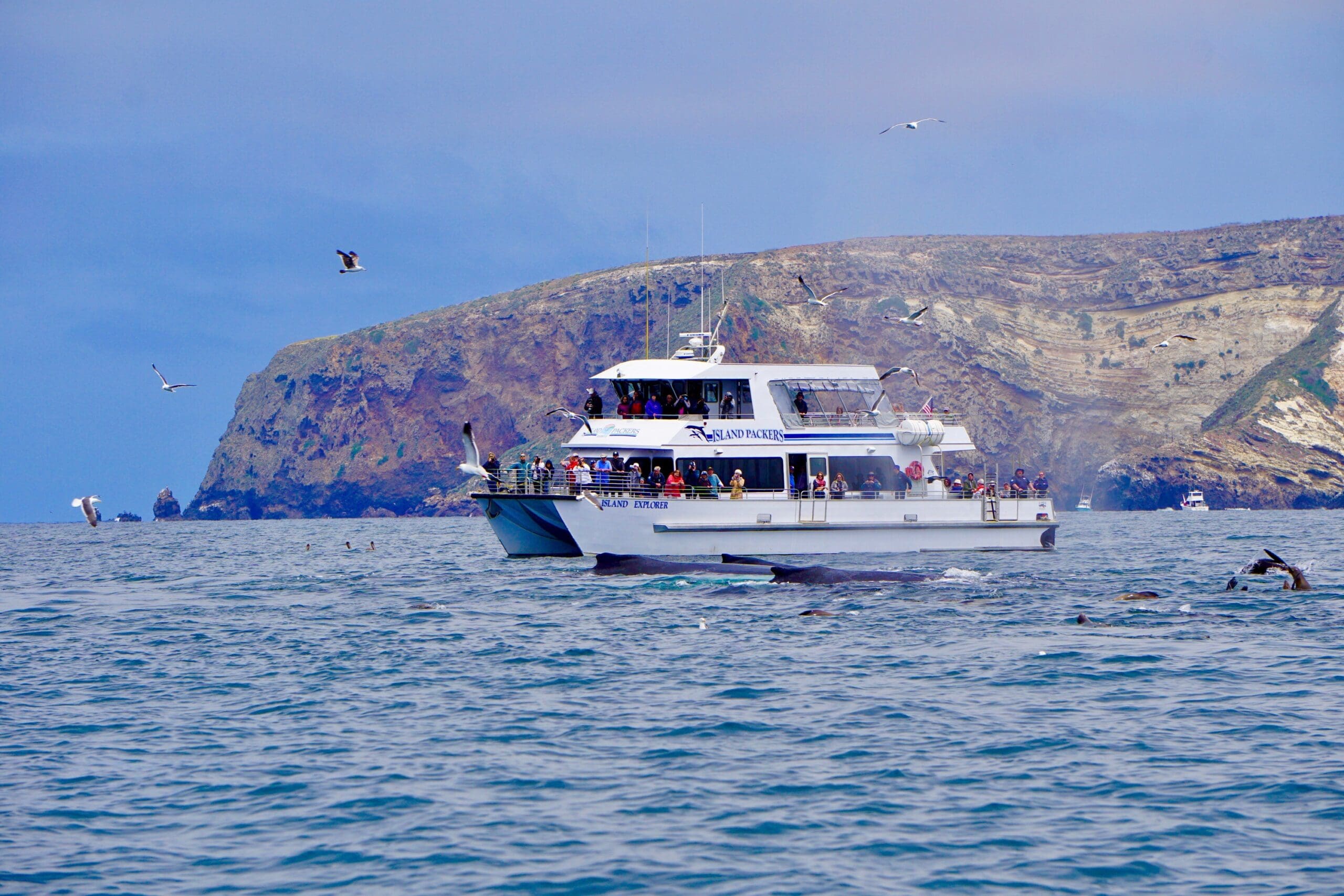 Whale Watching and Island Excursions to the Channel Islands