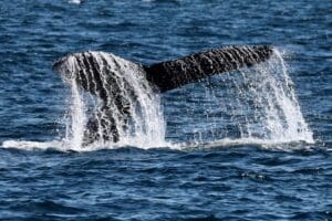 A whales tail fin emerges from the ocean, with water cascading off its edges against a backdrop of blue sea.