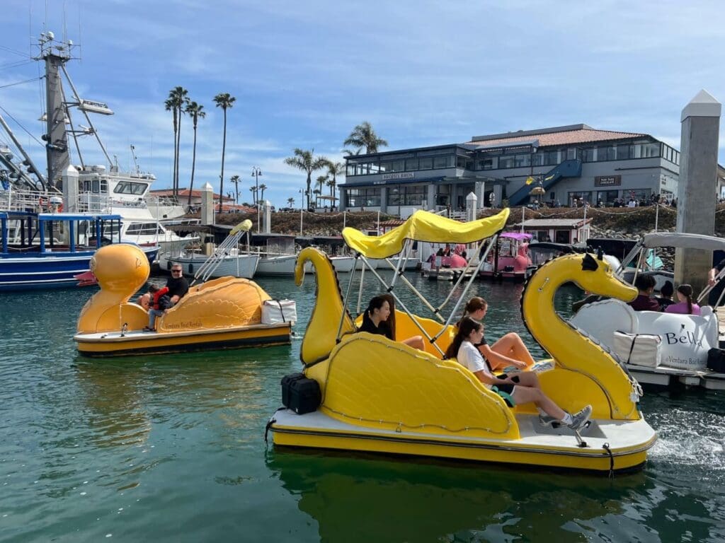 People ride yellow swan and duck-shaped pedal boats in a harbor, with buildings, palm trees, and other boats visible in the background.