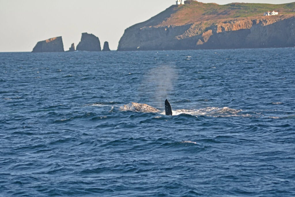Humpback whale breaching in Ventura Harbor with coastal cliffs in background.